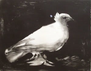 Pomba da Paz - Pablo Picasso