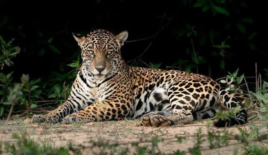 Jaguar - World Photography Day