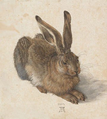 Dessin de Jeune Lièvre par Albrecht Dürer, datant de 1503.