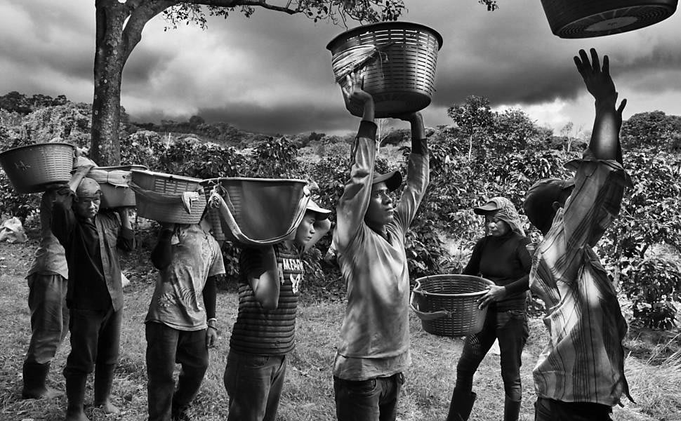 Sebastião Salgado - Travailleurs lors de la récolte de café