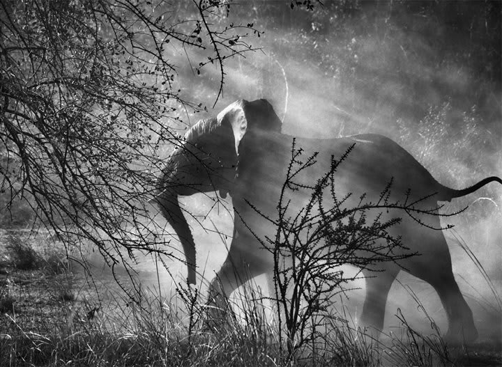 Elefante nel Parco Nazionale in Zambia (Africa), dal progetto Genesi